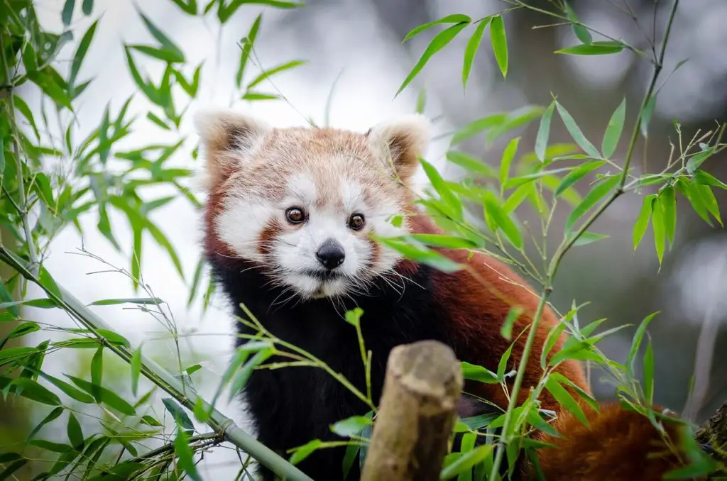 Adorable Red Panda, Darjeeling