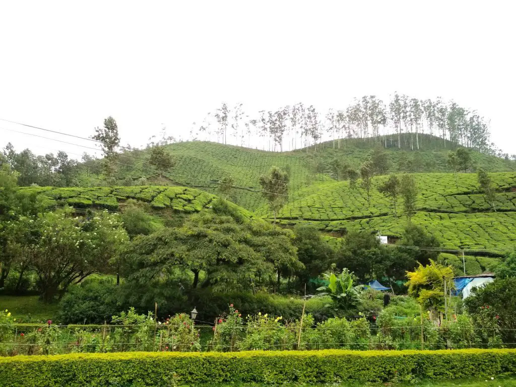 Blossom International Park, Places to visit in Munnar