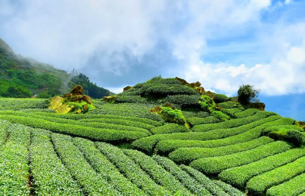 Cascading Tea Gardens, Darjeeling