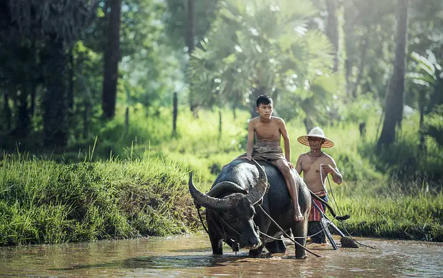 Farming with water buffalo, Cambodia
