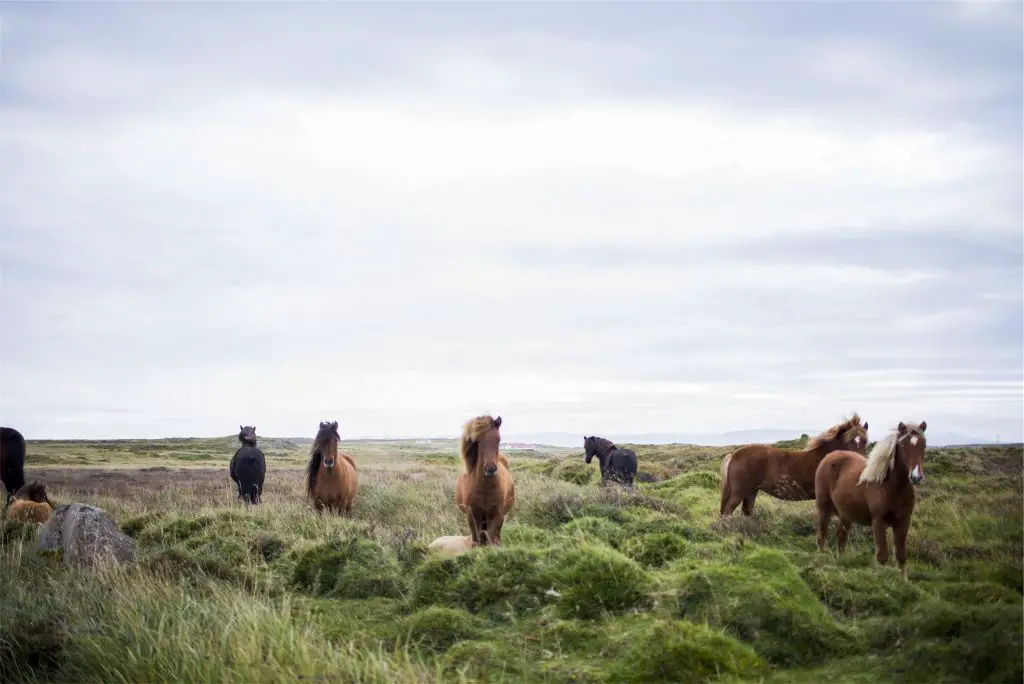 Horses running wild, Iceland