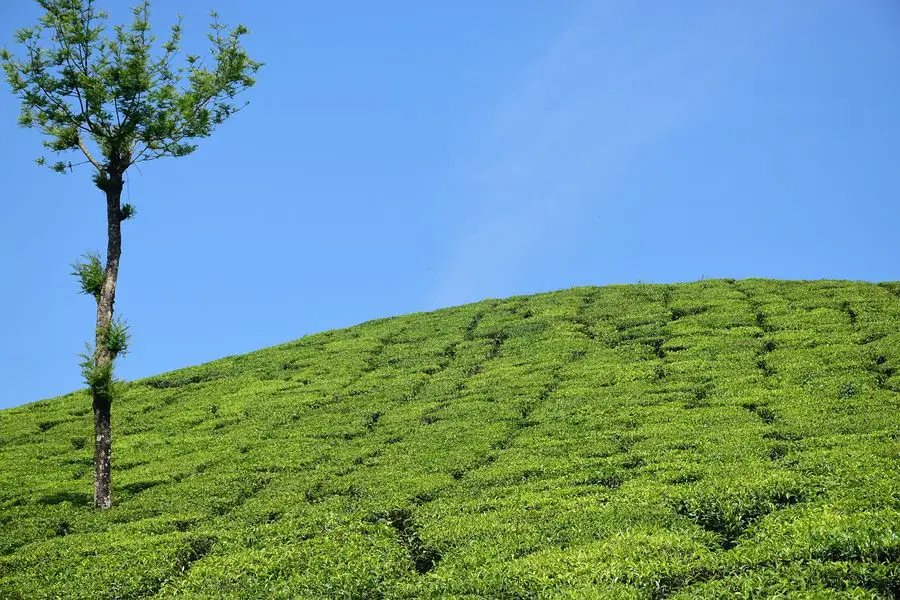 Munnar Scenery