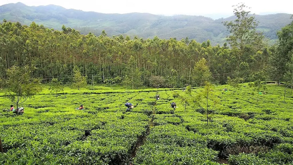 Munnar Tea Garden