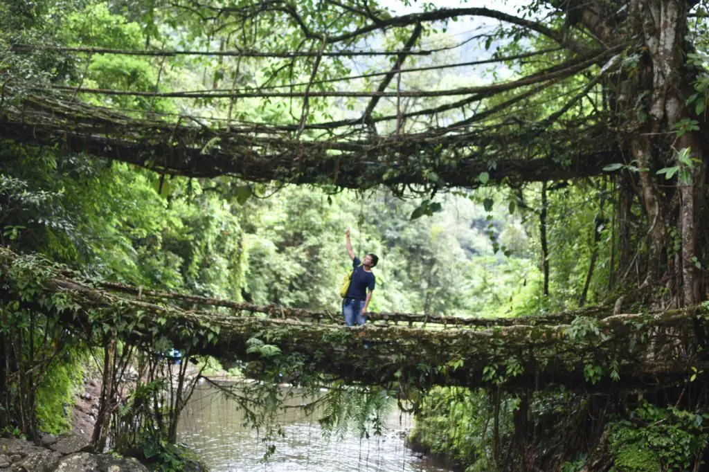 Nongriat Double Root Bridge