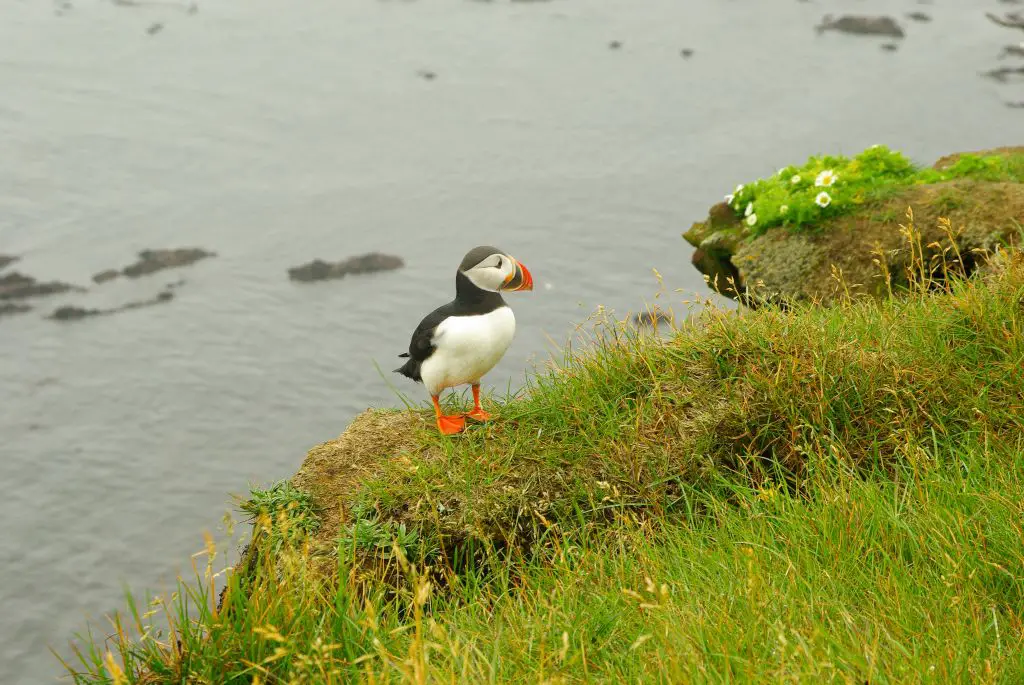 Puffin in nature, Iceland Bird