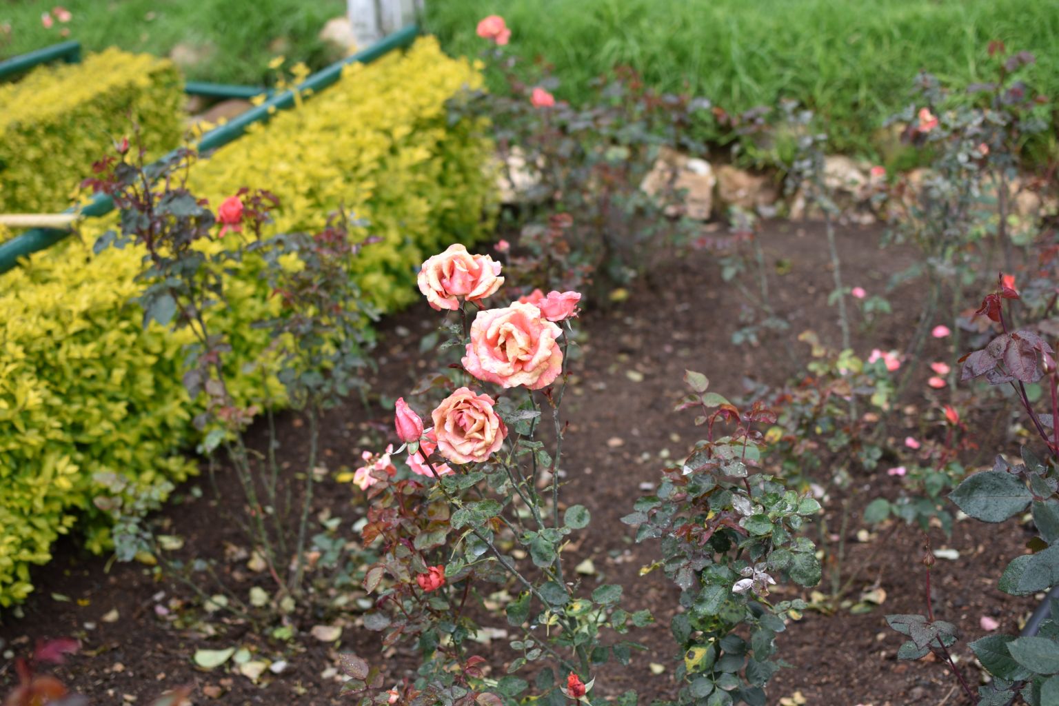 Rose Garden Ooty 1