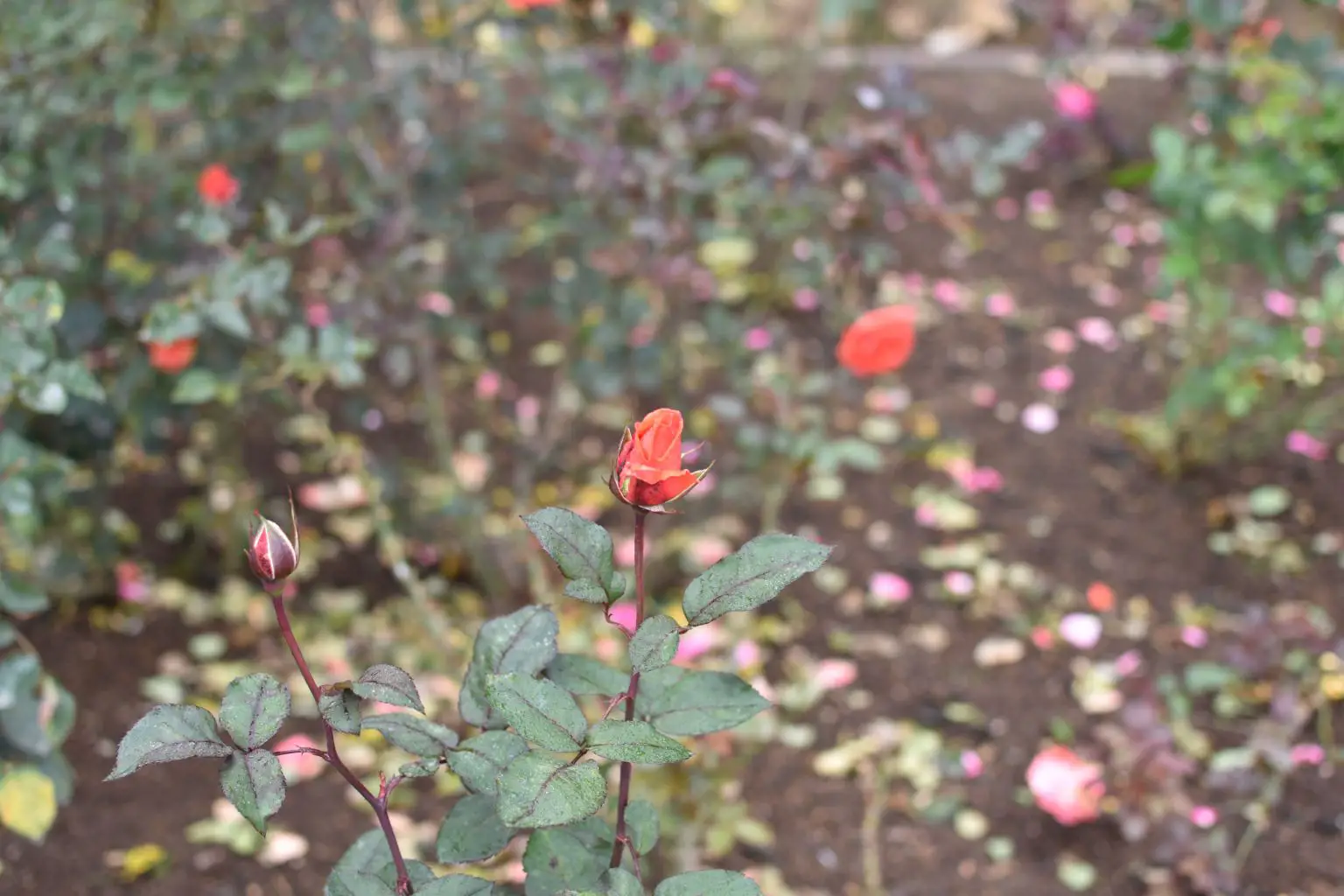Rose Garden Ooty 2