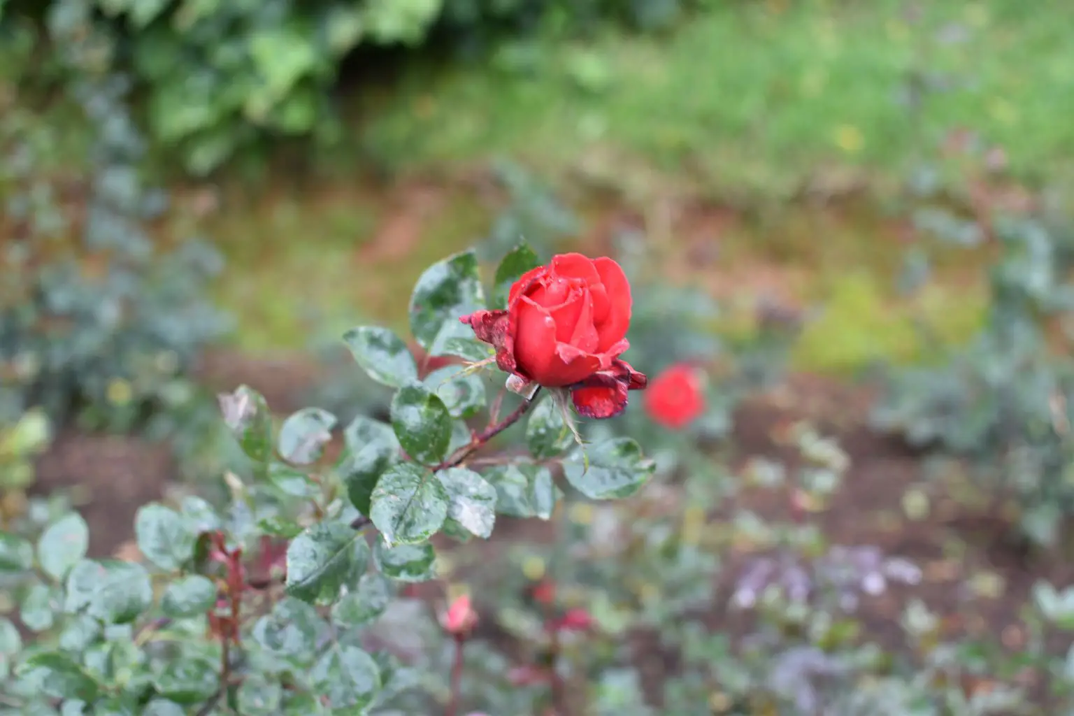 Rose Garden Ooty 22
