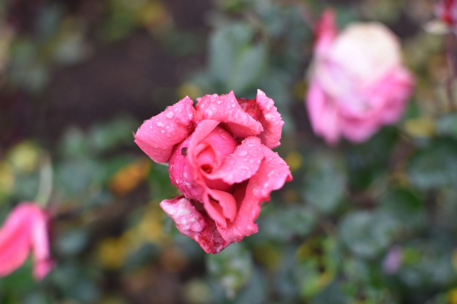 Rose Garden Ooty 23