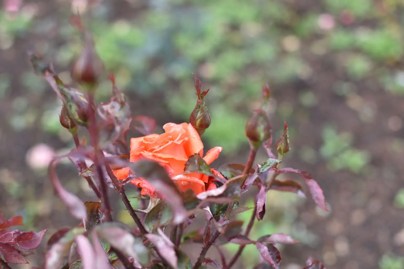 Rose Garden Ooty 24