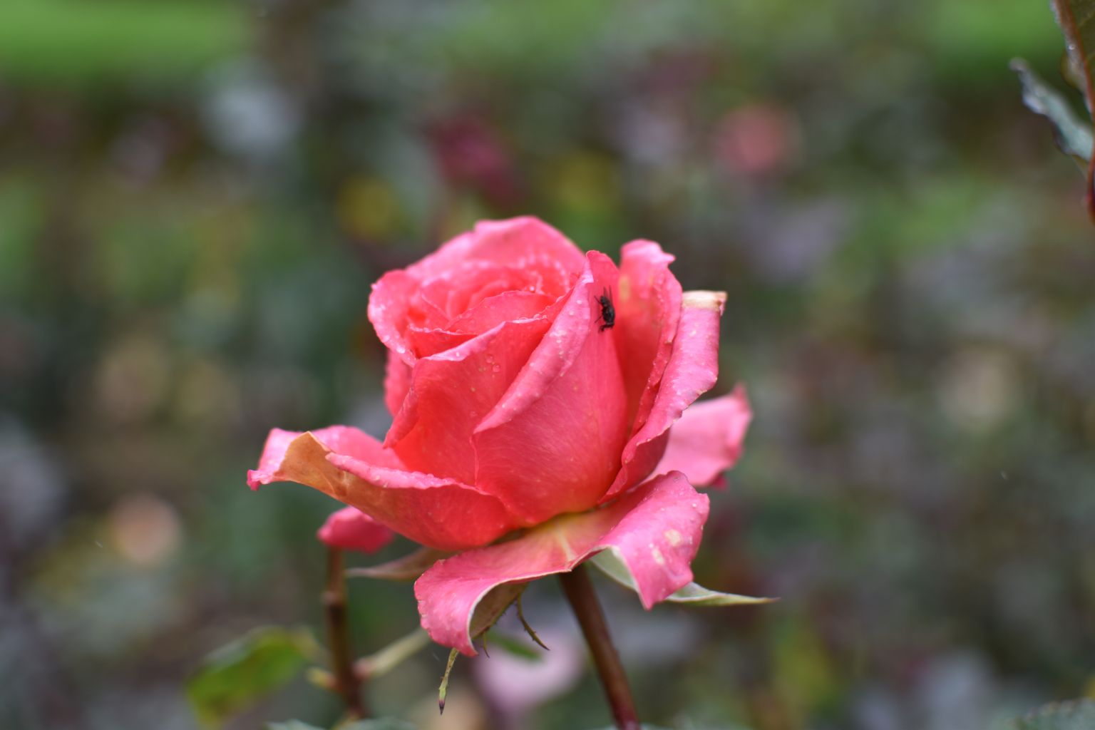 Rose Garden Ooty 25