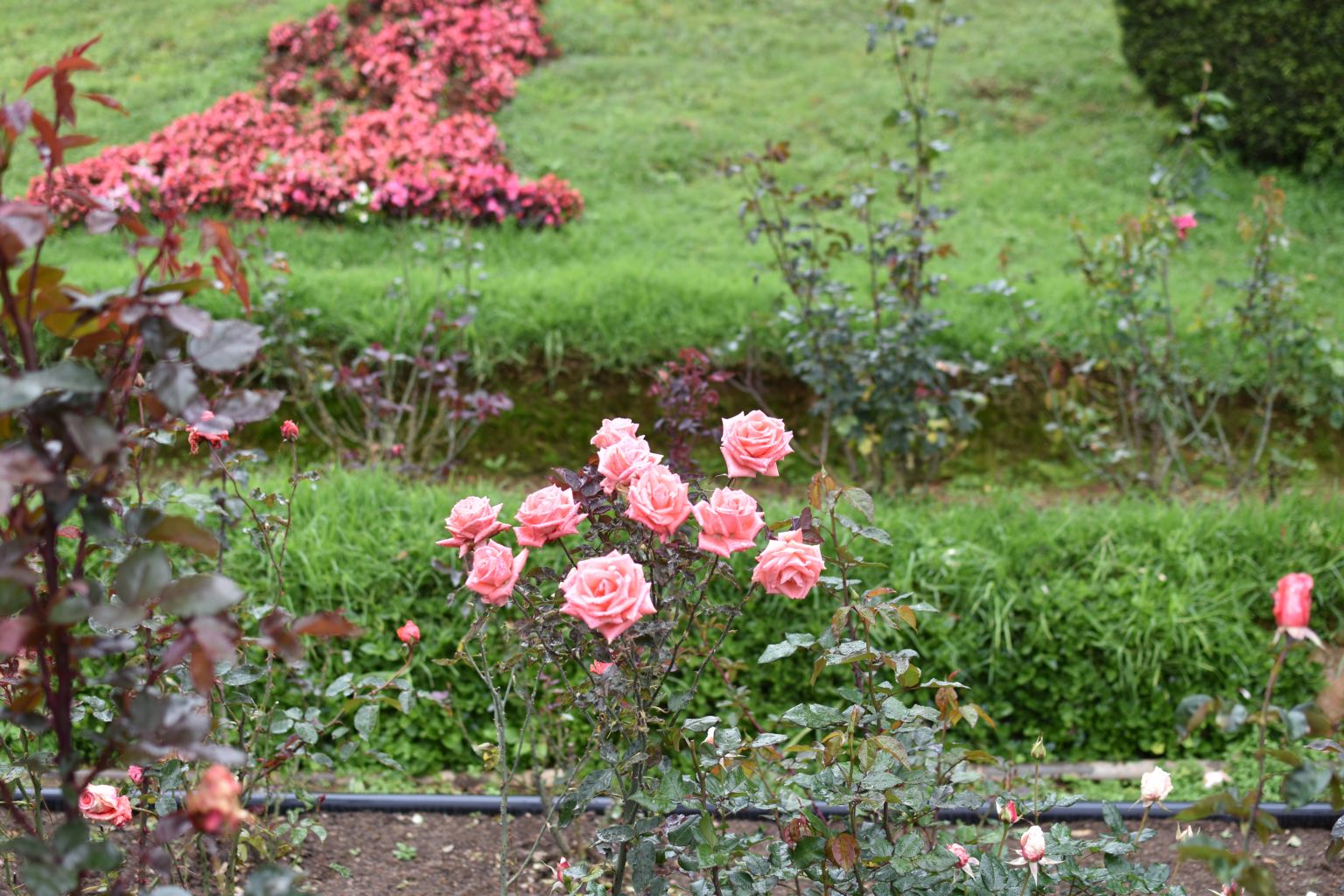 Rose Garden Ooty 26
