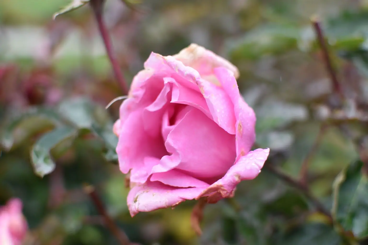 Rose Garden Ooty 27