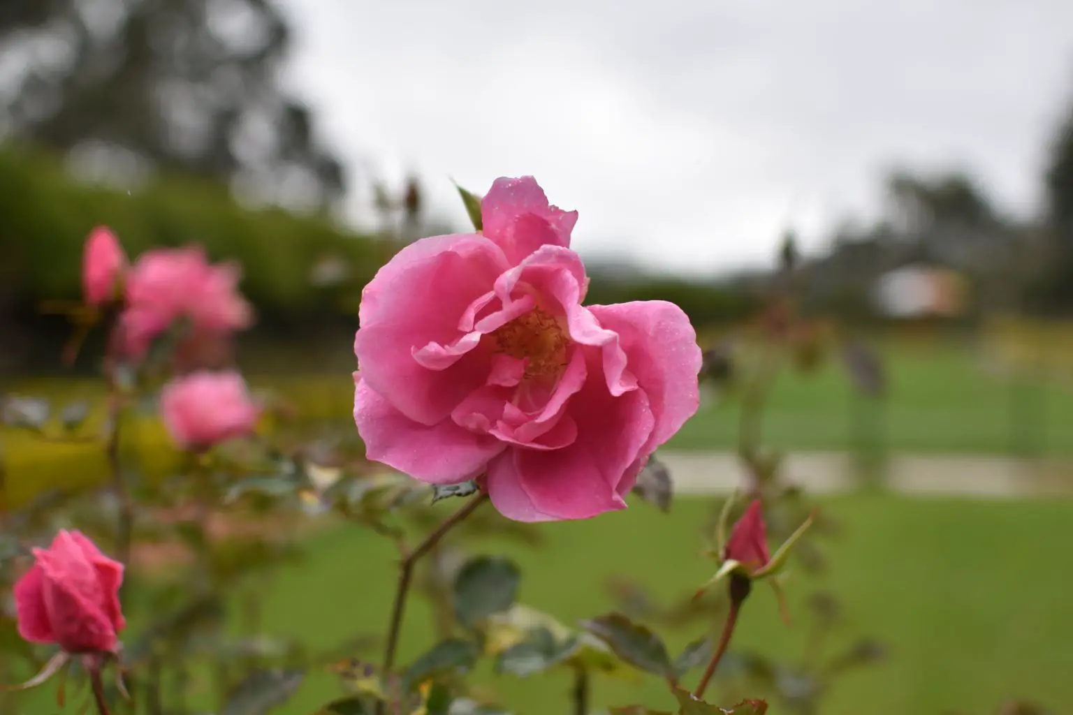 Rose Garden Ooty 28