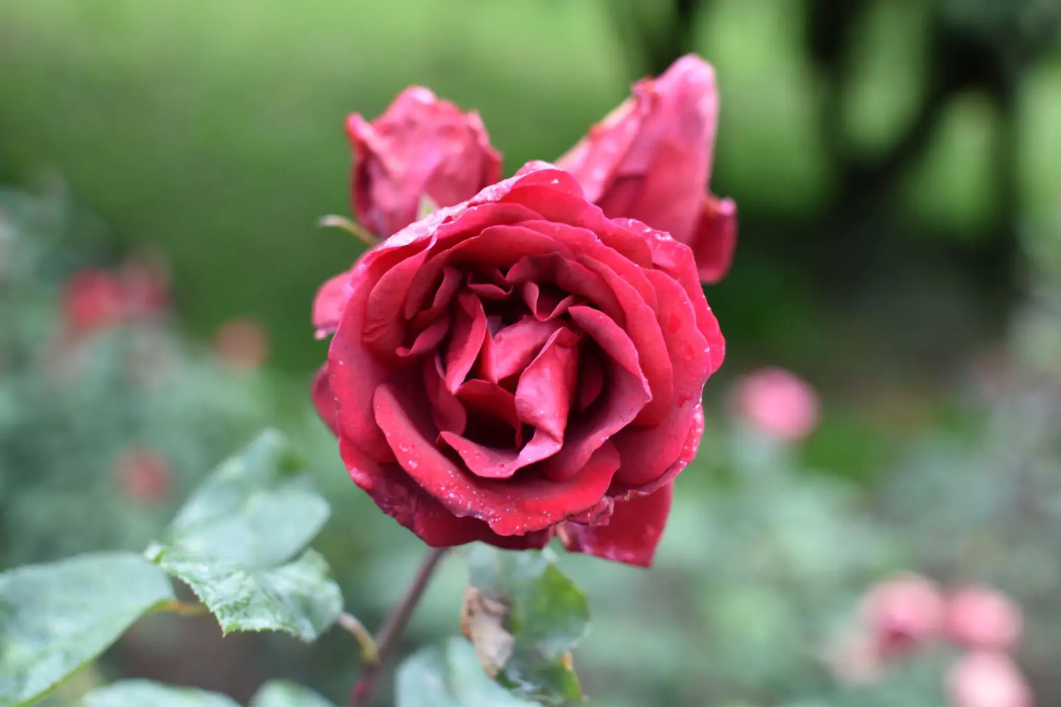 Rose Garden Ooty 8