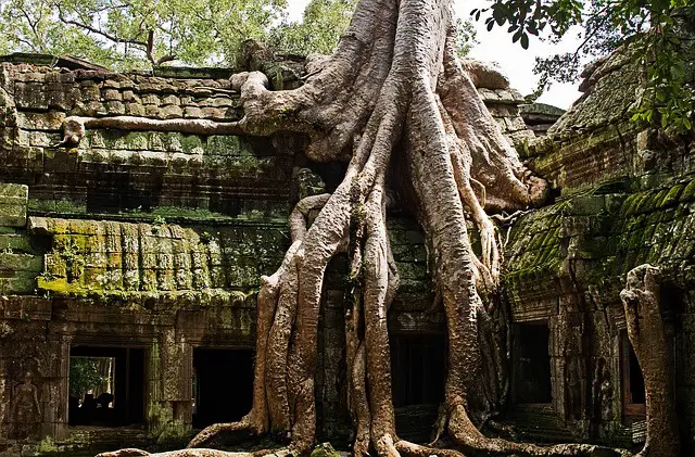 Ta prohm, Angkor wat, Siem Reap