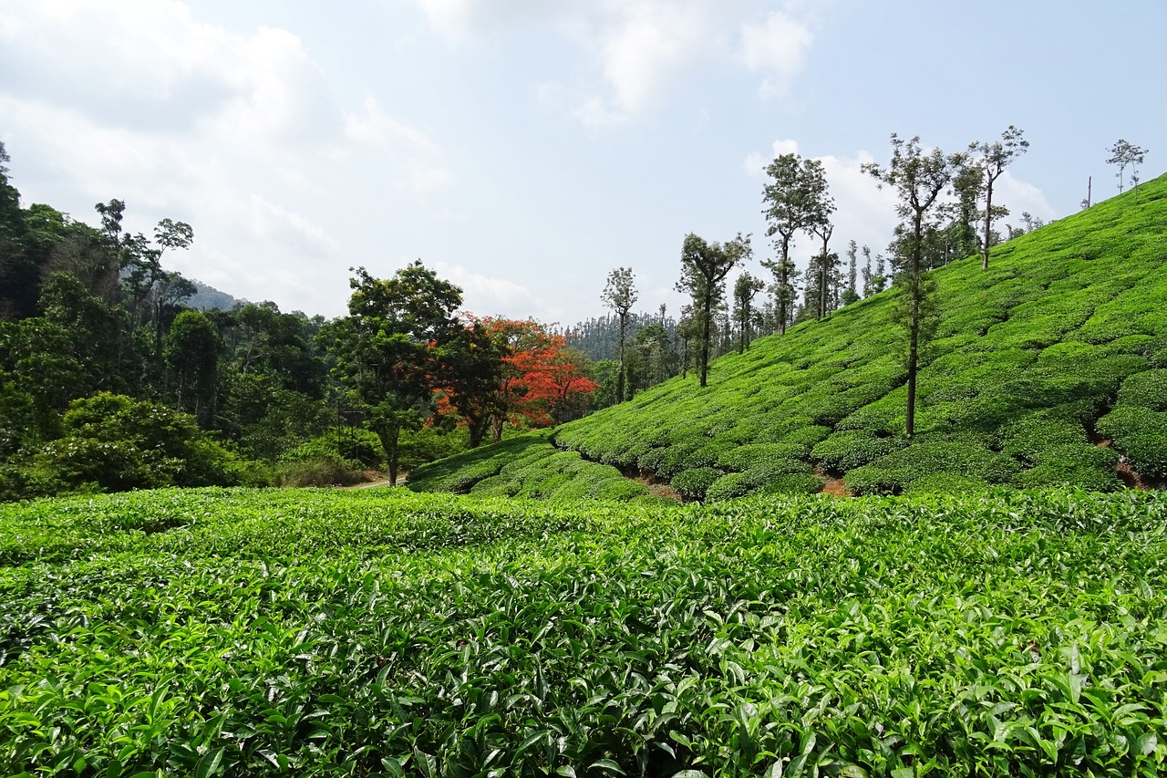 Tea Garden, Chikmagalur