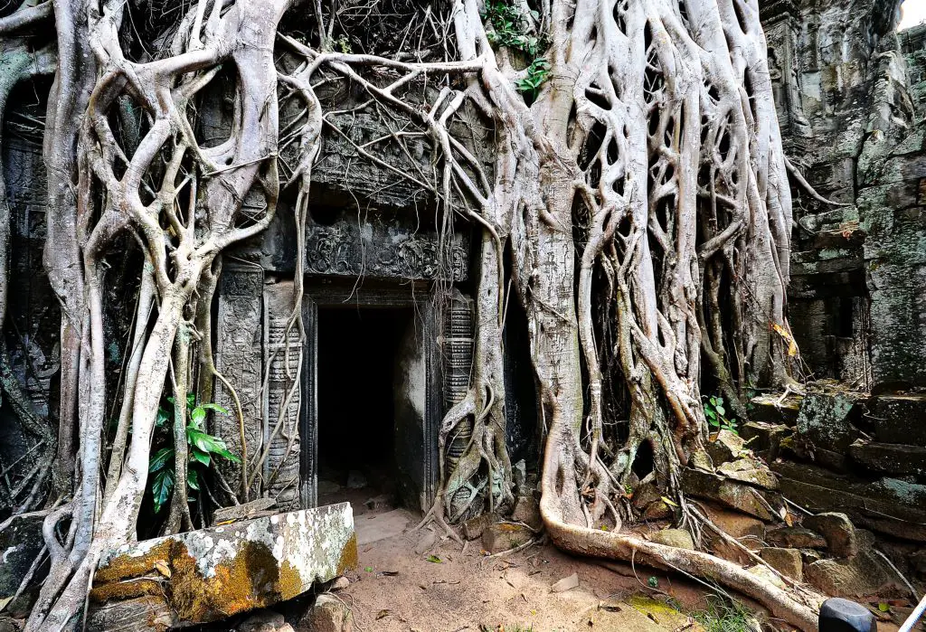 Ta Prohm, Angkor Wat Complex